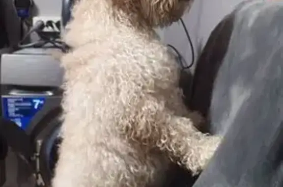 Найдена собака, Чита, фото: Найдена собака, КСК, Чита, 1