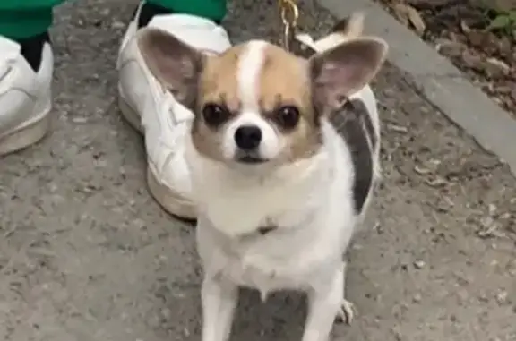 Объявления о пропавших и найденных животных, Тавда, фото: Пропала собака, ул. Республики 17, Тавда