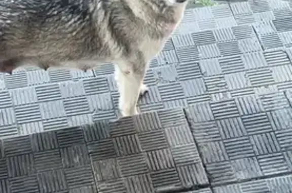 Собака найдена, ул. П. Нарановича, 2, Томск