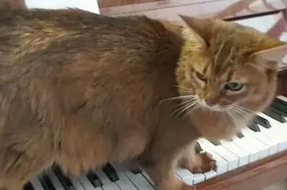 Пропала кошка, Заречный пер., 3, Прибрежное