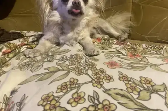 Чихуахуа найден на пр. Столыпина, 1, Саратов