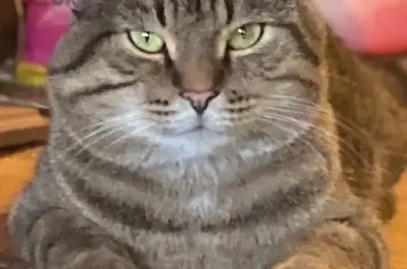 Пропала кошка, Школьная 7, Дивенский