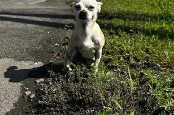 Найден пёс на ул. Таврическая, д.10