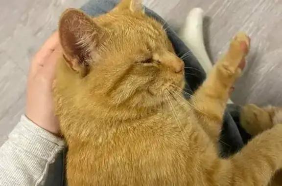 Найдена кошка, Пермь, фото: Кошка найдена: Сапфирная 15, Пермь