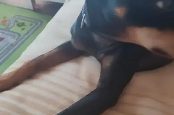 Найдена собака, Никитское, фото: Цверпинчер найден: Никитское, 46Н-09285