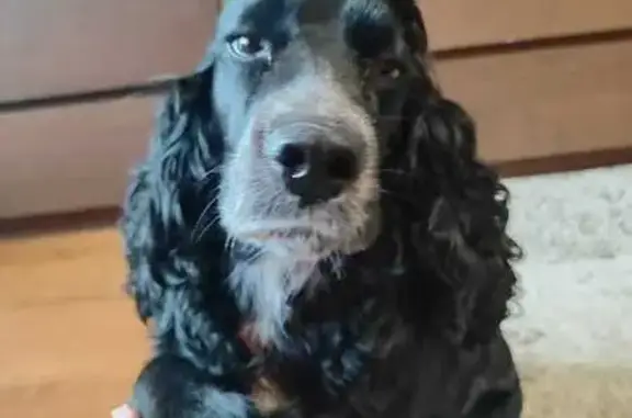 Найдена собака, Республика Бурятия, фото: Собака найдена у Бристоля, пос. Новый Зеленый