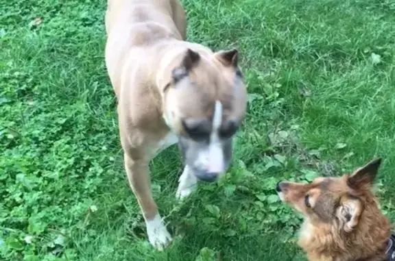 Найдена собака, Балтийская ул. 2, Барнаул