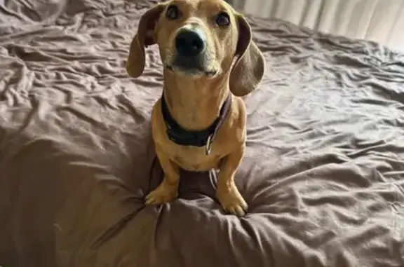 Собака найдена: Сахалинская, 3, Пермь