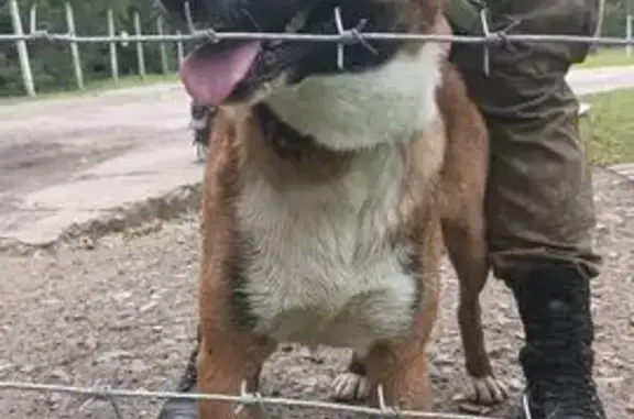 Собака найдена у остановки 