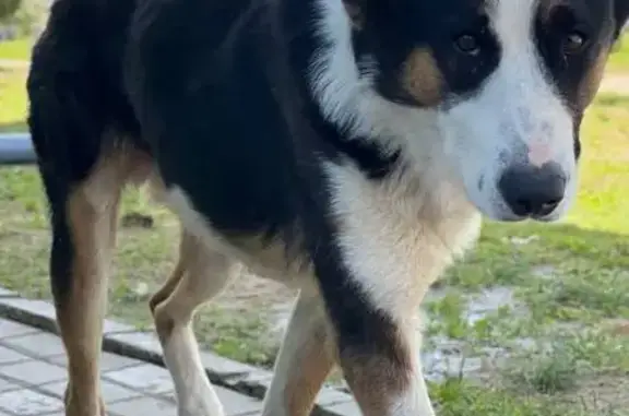 Найдена собака, Наро-Фоминск, фото: Проплешина на носу, ул. Шибанкова, 89А