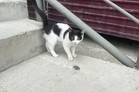 Кошка найдена: ул. Петровского, 10/3, Якутск