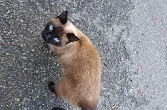 Кошка найдена у Ярче, Советская 26, Томск