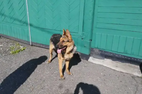 Овчарка найдена на 22-й Рабочей, 27, Омск