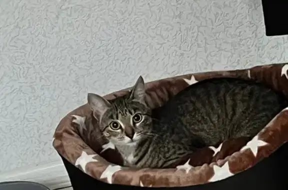 Пропала кошка, Лебяжинская 30, Н. Тагил