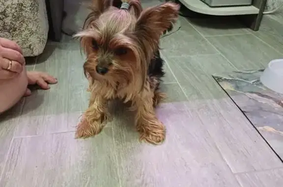 Найдена собака, , фото: Йорк найден на пр. Победы, Пенза