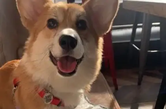 Пропала собака на Кочубея, 52, Красное Поле