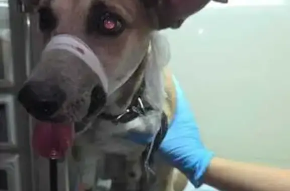 Найдена собака, Азов, фото: Собака сбита на Московской, 147, Азов