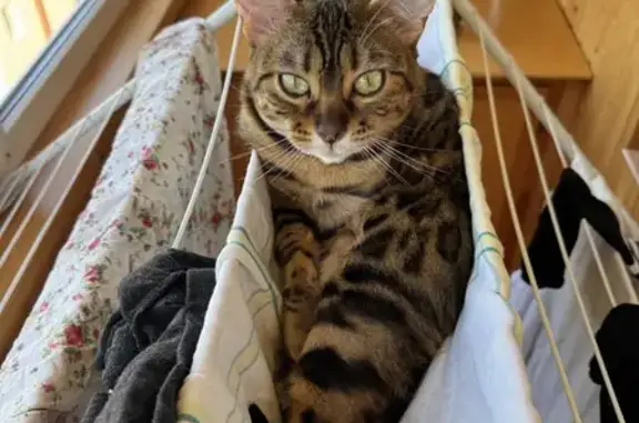 Кошки потеряшки, Саратов, фото: Потеряшка кошка на ул. Елшанская, Саратов