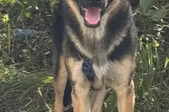 Найдена собака, Московская область, фото: Собака найдена у кладбища Медвежьих озёр