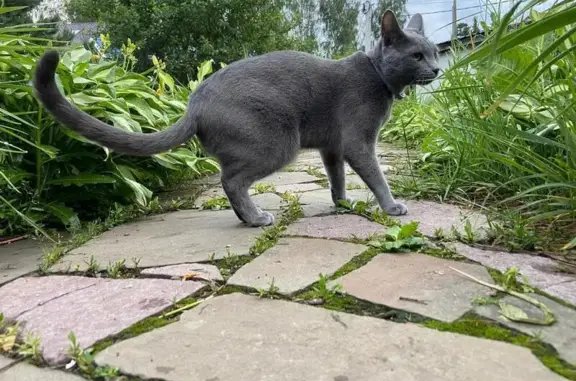 Кошки потеряшки, Сальково, фото: Потеряшка кошка, ММК — Поречье, 1