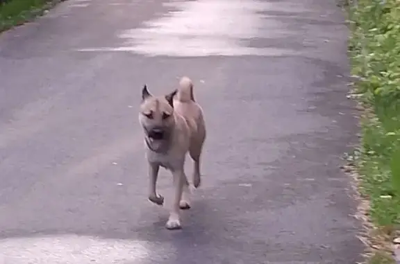 Собака найдена в сквере Юности, Кемерово