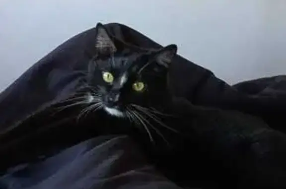 Пропал кот Локи, СНТ «Мичуринец», Волжский