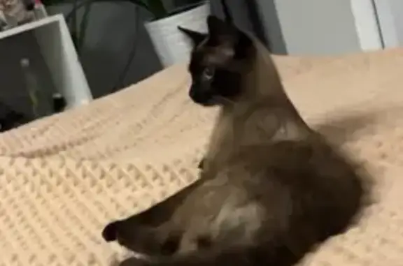 Кошки потеряшки, Левошево, фото: Потеряшка кошка в Левошево, район д/с 23