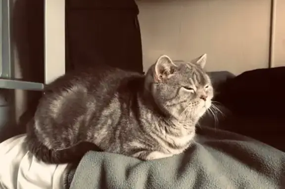 Пропала шотландская кошка, Анапа, Привокзальная