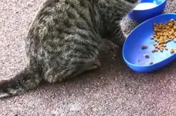 Кошка найдена: Майская ул., 26Т, Ижевск