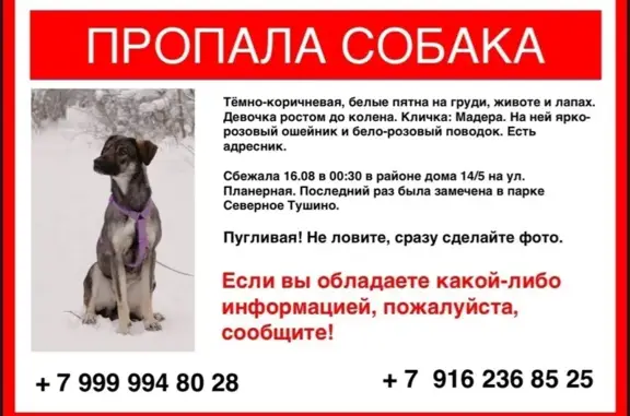 Пропала собака, ул. Планерная, д. 14/5