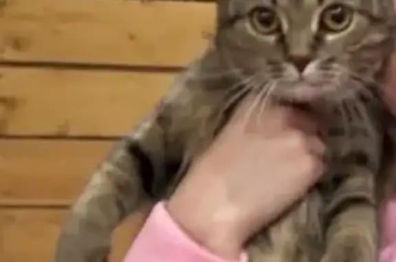 Пропал кот Томми, ул. Фучика, 8, Чебоксары
