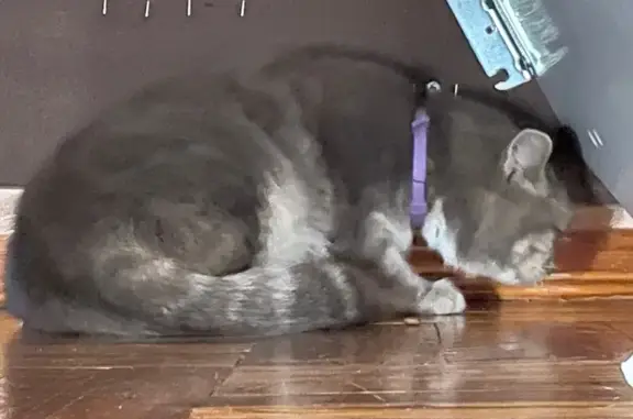 Кошка найдена, ул. Конева 9, Белгород