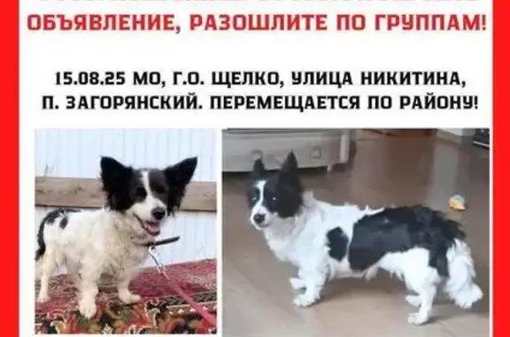 Пропала собака, Никитина 6, Загорянский