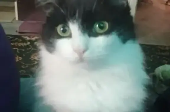 Кошки потеряшки, Бологое, фото: Потеряшка кошка, 21 Бологое