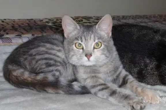 Потерянные животные Химки, фото: Пропала кошка, Химки, ул. Октябрьская