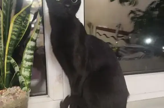 Кошка найдена, Мегаполис-парк 14/2