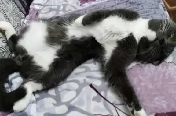 Пропала кошка, Ватутина 72А, Первоуральск