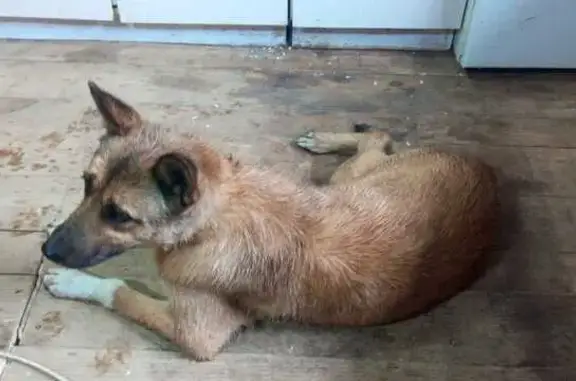 Найдена собака, Ярославль, Ярославская обл.