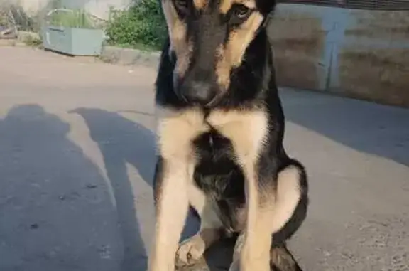 Щенок найден: ул. Клары Цеткин, 33, Москва