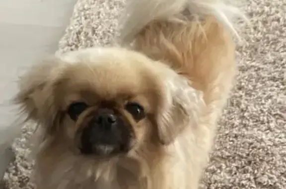 Собаки потеряшки, , фото: Потеряшка собака на ул. Коммунаров, Алексеевка