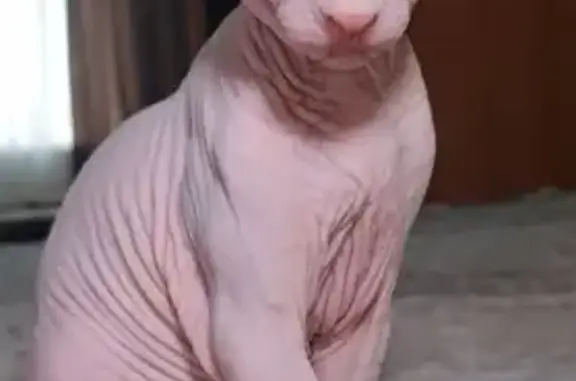 Кошки потеряшки, Александров, фото: Потеряшка кошка, Александров, Гагарина 23к1