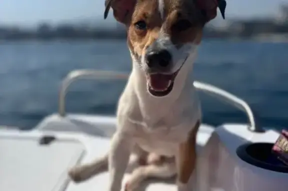 Собаки потеряшки, Брянск, фото: Потеряшка собака, Воровского 7, Брянск