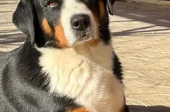 Собаки потеряшки, Абинск, фото: Потеряшка собака, Луначарского 94, Абинск