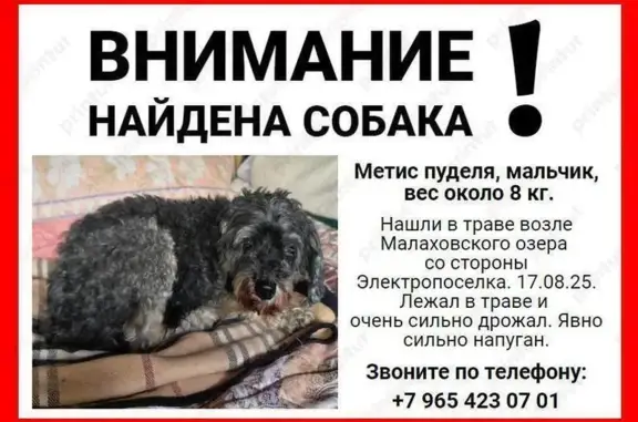 Собака найдена: Дачный проезд, 6, Малаховка