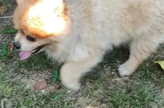 Найдена собака, Волгодонск, фото: Шпиц найден: Сиреневый б-р, 16, Волгодонск