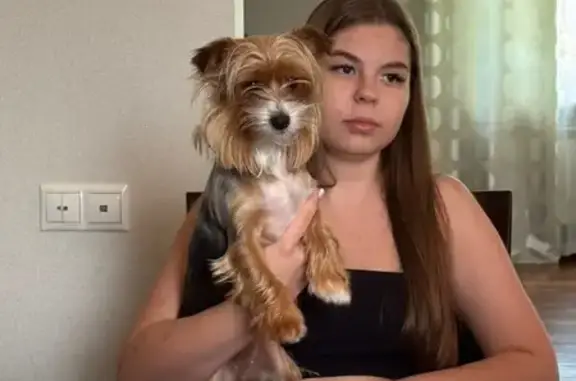 Собаки потеряшки, Белгород, фото: Потеряшка собака, Пейзажная 8, Белгород