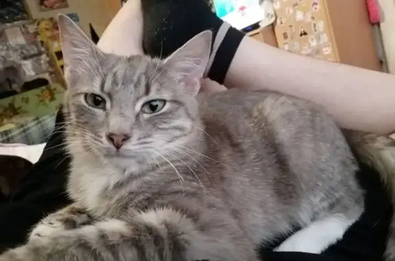 Пропала кошка, пр. Серова, 17, Рыбинск