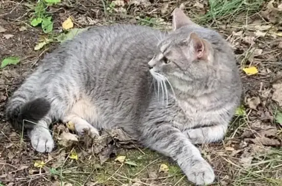 Кошки потеряшки, , фото: Потеряшка кот, Ларёво, Дачная 33