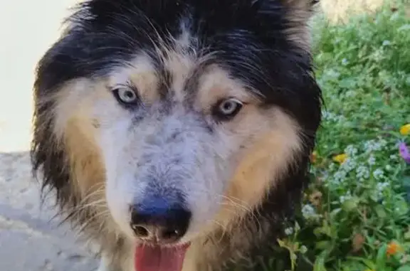 Найдена собака, Владимир, фото: Хаска найдена: ул. Мичурина, 33/11, Владимир