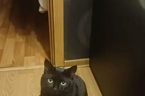 Пропал кот Кит, 41К-382, Волхов